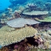 coral_hard_arch_h_0705_png1396.jpg